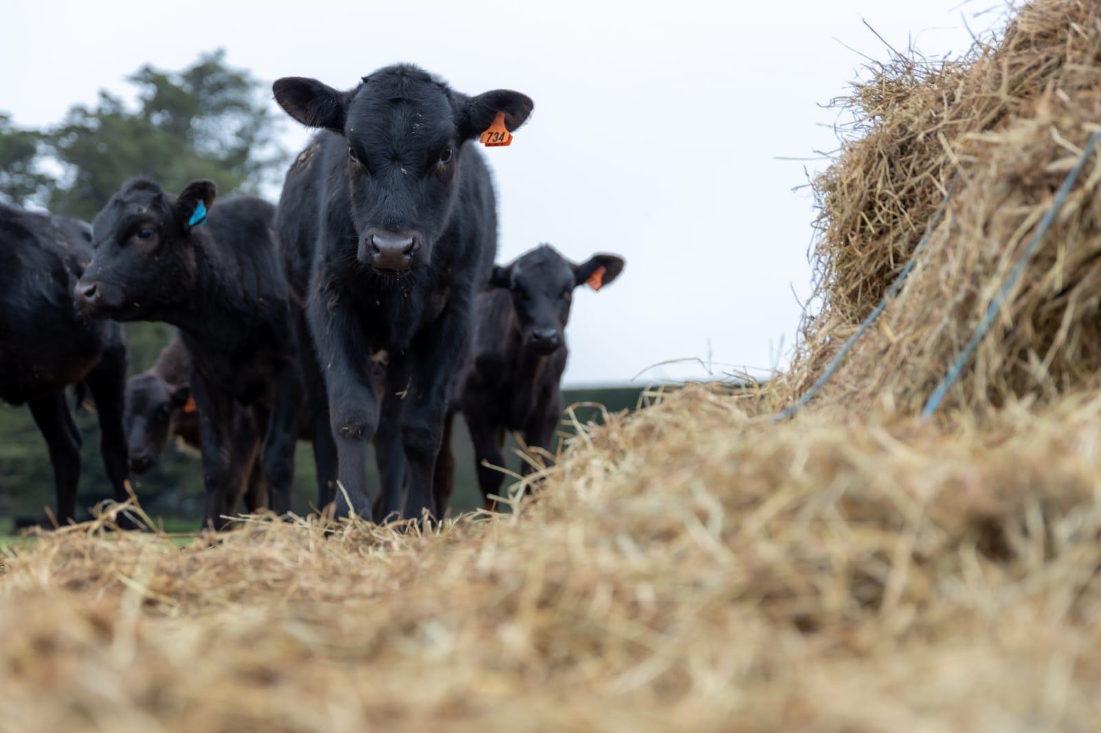 Black Origin cattle feeding beside hay